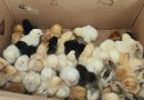 ADAS-P Flags Off Pilot Distribution of Day-Old Chicks to Boost Poultry Production in Adamawa
